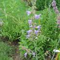 Salvia ringens